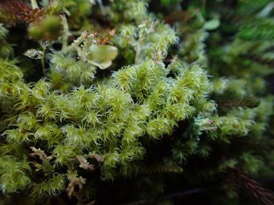 Niphotrichum elongatum, photographed by Ellyne Geurts