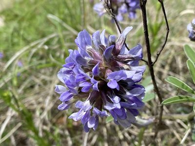 Pediomelum cuspidatum, photographed by Meghan Cassidy