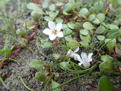 Samolus repens, photographed by Arnim Littek