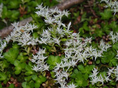 Sedum ternatum, photographed by Clay Gibbons