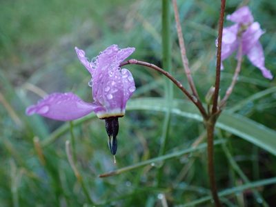 Primula hendersonii, photographed by Ellyne Geurts