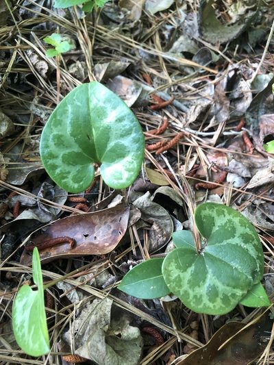 Asarum sorriei, photographed by John Kees