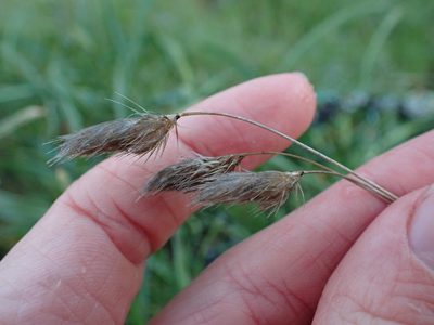 Cynosurus echinatus, photographed by Ellyne Geurts