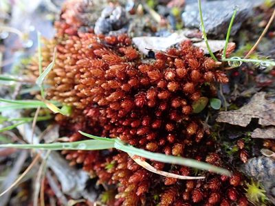 Imbribryum miniatum, photographed by Ellyne Geurts