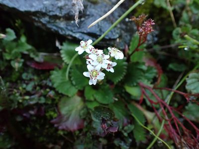 Micranthes rufidula, photographed by Ellyne Geurts