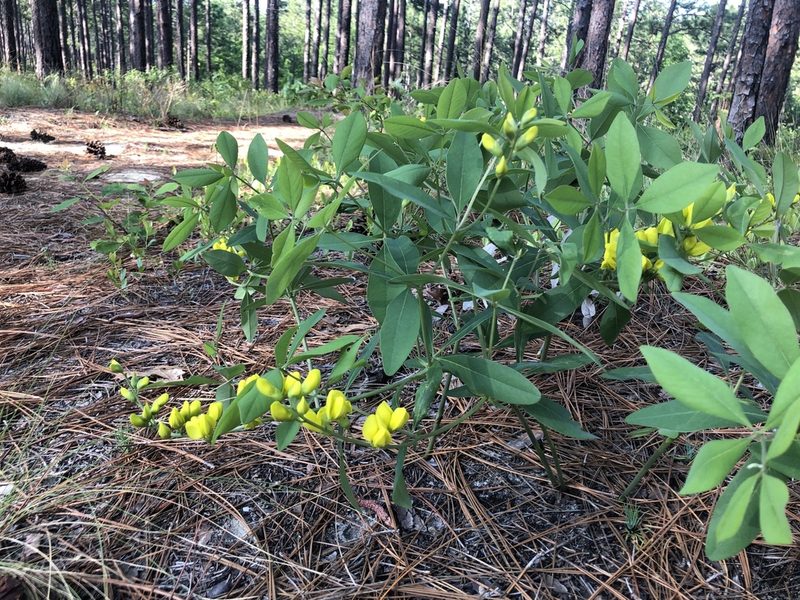 Baptisia cinerea, photographed by John Kees