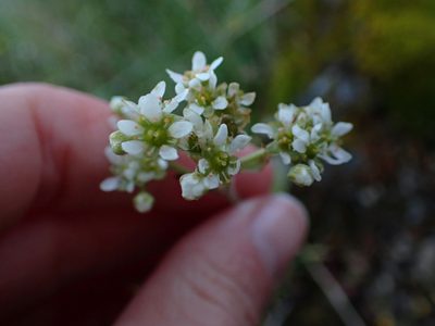 Micranthes integrifolia, photographed by Ellyne Geurts