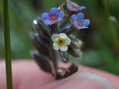 Myosotis discolor, photographed by Ellyne Geurts