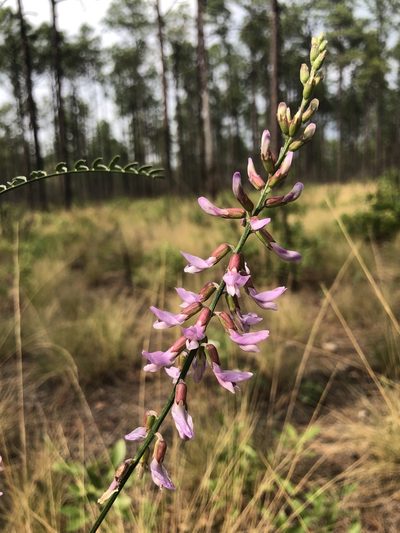 Astragalus michauxii, photographed by John Kees