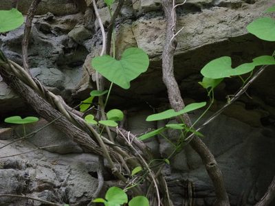 Aristolochia macrophylla, photographed by Clay Gibbons