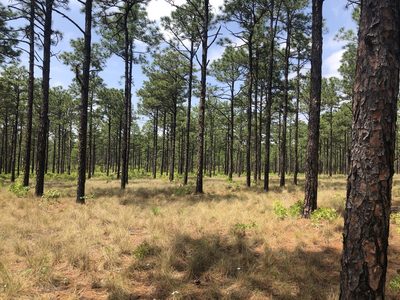 Pinus palustris, photographed by John Kees