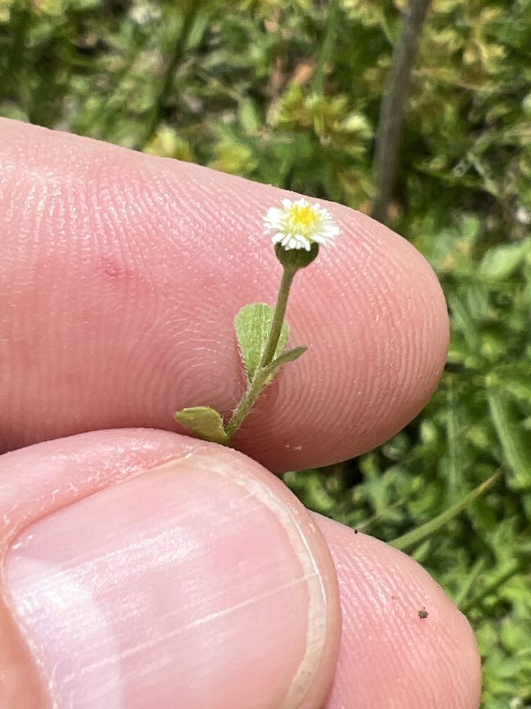 Erigeron cuneifolius, photographed by Alan Weakley