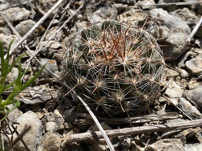 Pelecyphora vivipara, photographed by Meghan Cassidy
