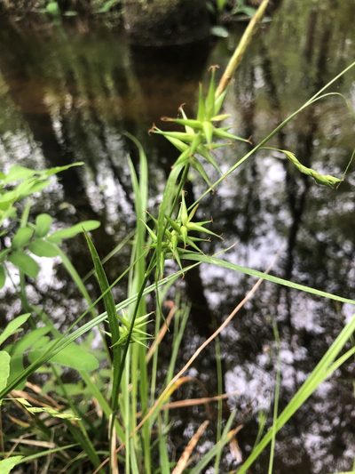 Carex lonchocarpa, photographed by John Kees