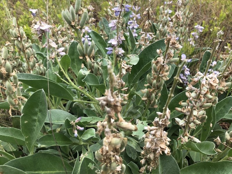 Lupinus diffusus, photographed by John Kees