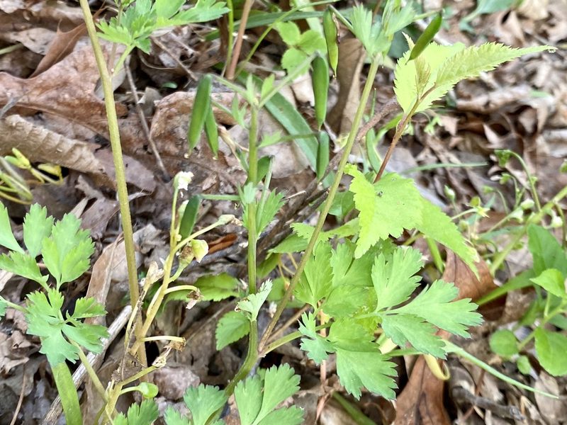 Corydalis incisa, photographed by Emily Summerbell