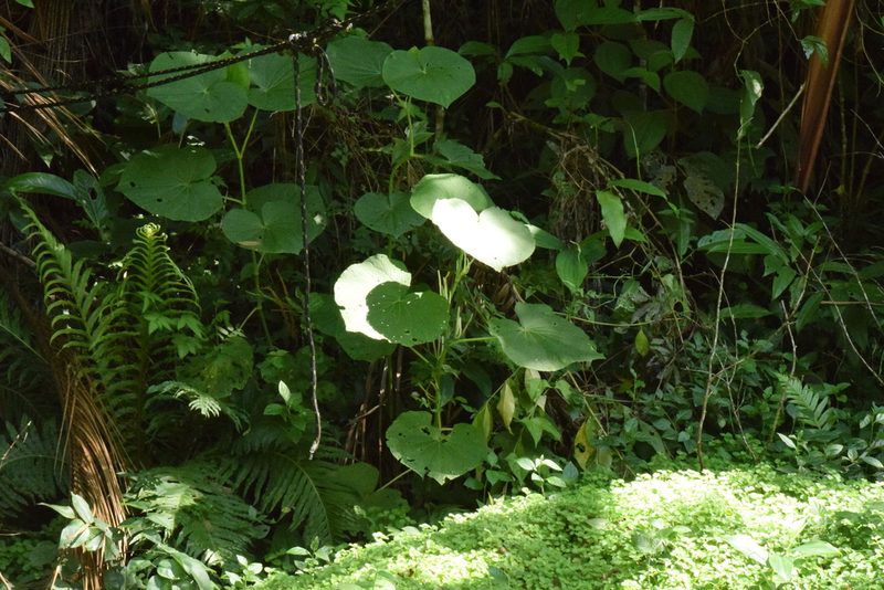 Piper umbellatum, photographed by Cajá-manga