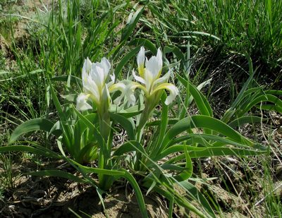 Iris glaucescens, photographed by Эльмира