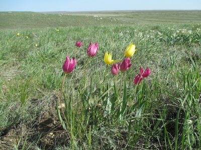Tulipa suaveolens, photographed by Эльмира