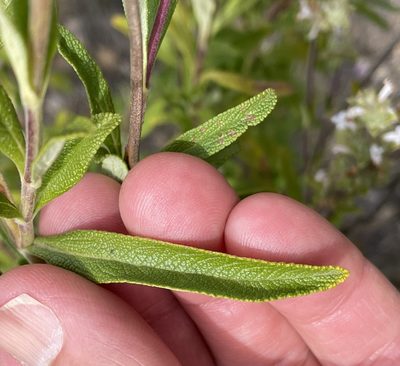 Salvia mellifera, photographed by Henrik Kibak