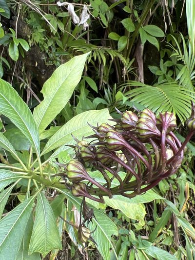 Lobelia portoricensis, photographed by Alan Weakley