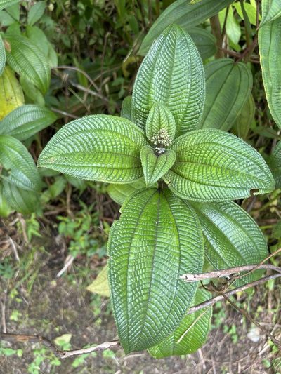 Miconia racemosa, photographed by Alan Weakley
