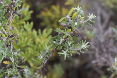Olearia axillaris, photographed by Dylan Wishart