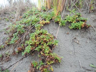 Acaena novae-zelandiae, photographed by Arnim Littek
