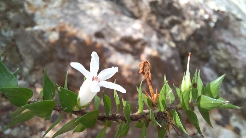 Epacris pulchella, photographed by Peter Crowcroft