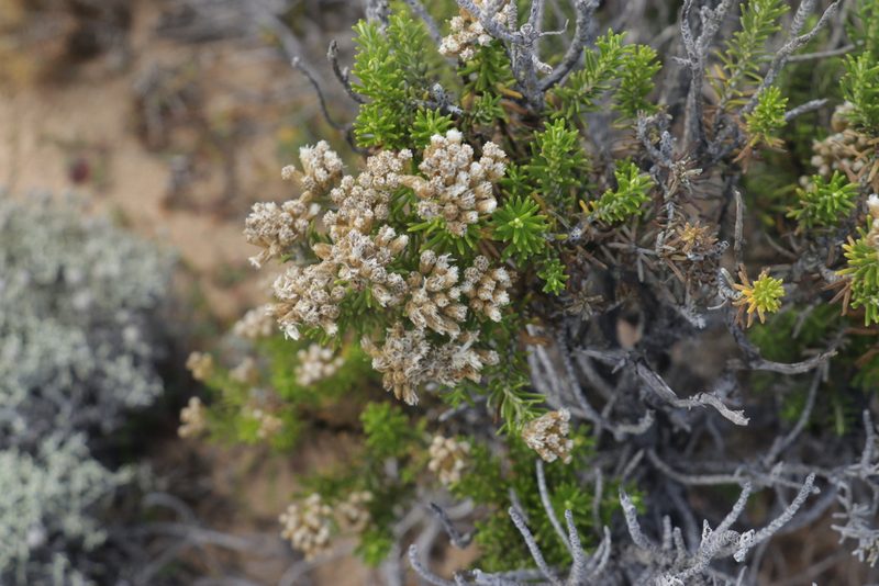 Ozothamnus turbinatus, photographed by Dylan Wishart