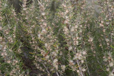 Olearia axillaris, photographed by Dylan Wishart