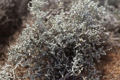 Leucophyta brownii, photographed by Dylan Wishart