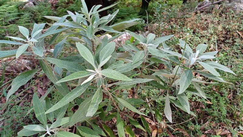 Coronidium elatum, photographed by Peter Crowcroft
