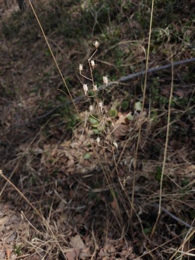 Anticlea sibirica, photographed by Юлия