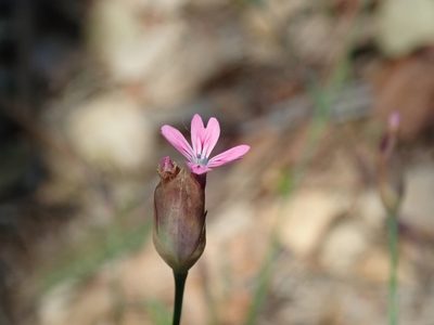 Petrorhagia dubia, photographed by Henrik Kibak