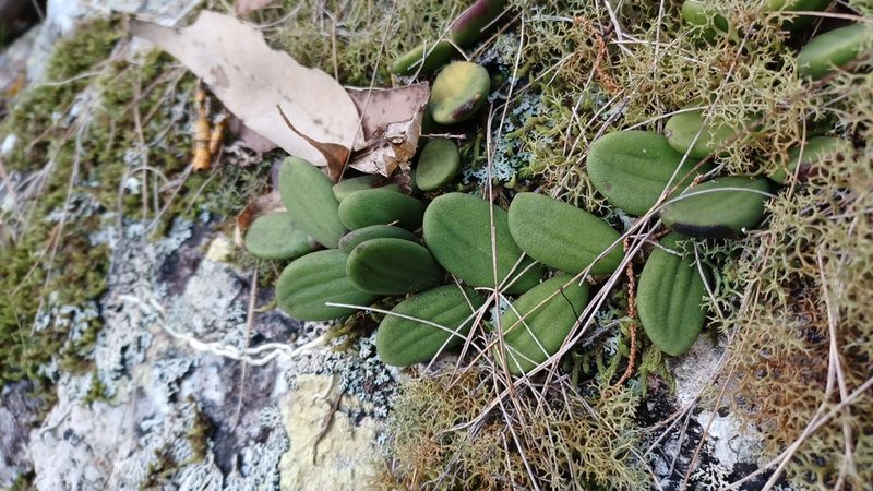 Dendrobium linguiforme, photographed by Peter Crowcroft