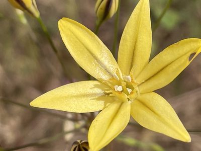 Triteleia ixioides, photographed by Henrik Kibak