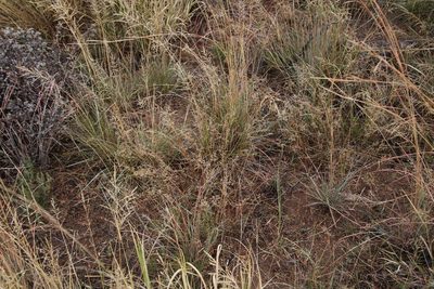 Eragrostis obtusa, photographed by Tony Rebelo