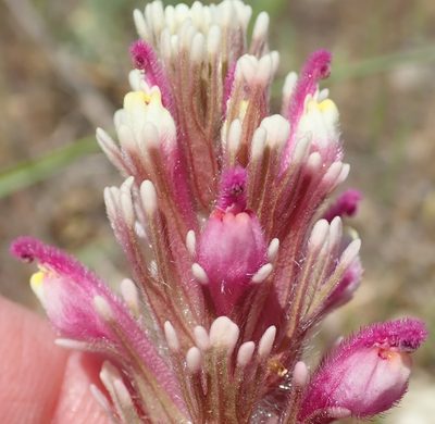 Castilleja exserta, photographed by Henrik Kibak