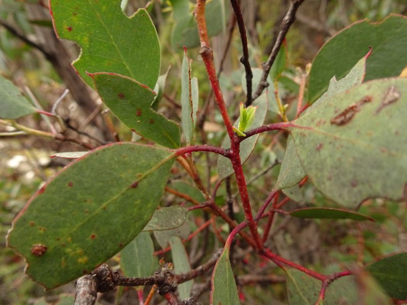 Eucalyptus coccifera, photographed by Yoav Daniel Bar-Ness