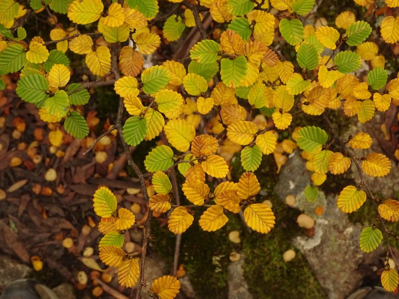 Nothofagus gunnii, photographed by Yoav Daniel Bar-Ness