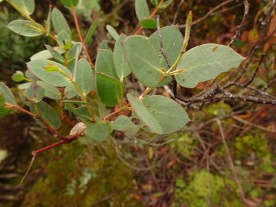 Eucalyptus coccifera, photographed by Yoav Daniel Bar-Ness