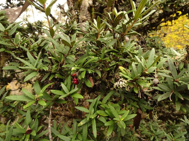 Pittosporum bicolor, photographed by Yoav Daniel Bar-Ness