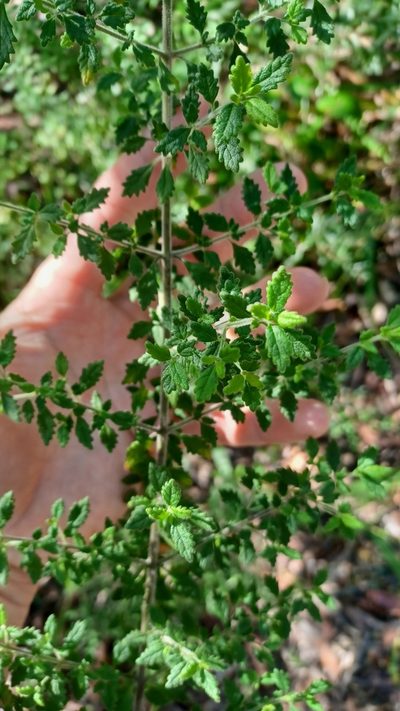 Prostanthera incana, photographed by Peter Crowcroft