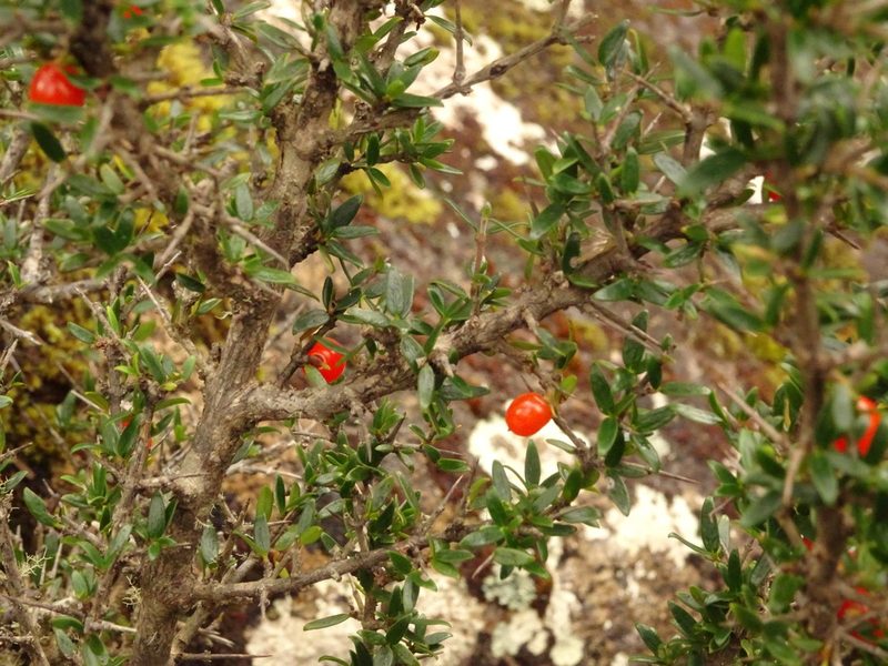 Coprosma nitida, photographed by Yoav Daniel Bar-Ness