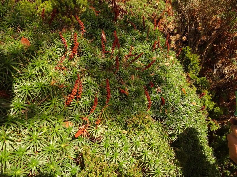 Richea scoparia, photographed by Yoav Daniel Bar-Ness