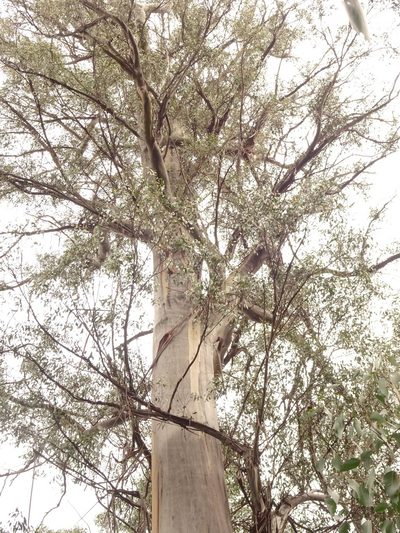 Eucalyptus regnans, photographed by Yoav Daniel Bar-Ness