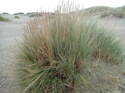 Calamagrostis arenaria, photographed by Arnim Littek
