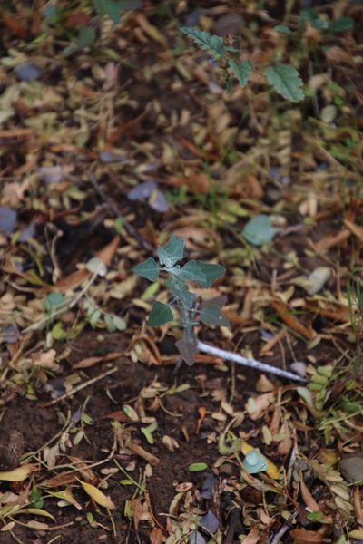 Chenopodium phillipsianum, photographed by Tony Rebelo