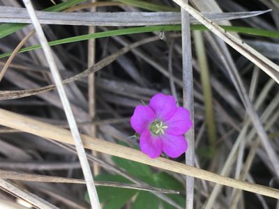 Geranium core-core